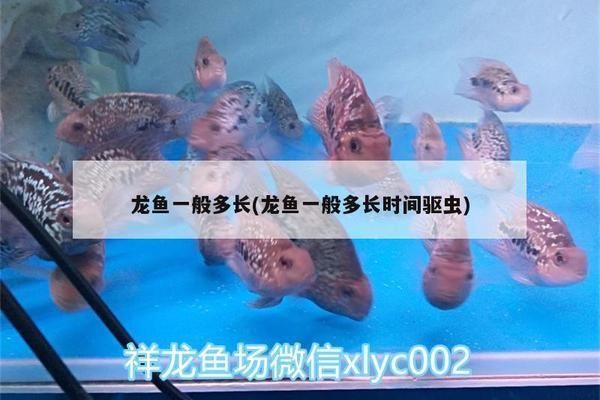 赤峰龍魚專賣店:赤峰龍魚專賣店價格 觀賞魚百科 第2張 赤峰龍魚專賣店:赤峰龍魚專賣店價格 赤峰龍魚專賣店:赤峰龍魚專賣店價格 觀賞魚百科 第2張