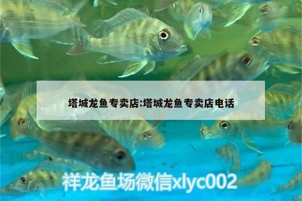赤峰龍魚專賣店:赤峰龍魚專賣店價格 觀賞魚百科 第4張 赤峰龍魚專賣店:赤峰龍魚專賣店價格 赤峰龍魚專賣店:赤峰龍魚專賣店價格 觀賞魚百科 第4張