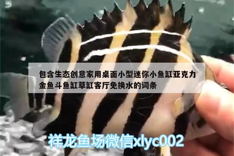 包含生態創意家用桌面小型迷你小魚缸亞克力金魚斗魚缸草缸客廳免換水的詞條（亞克力魚缸適合養什么魚）