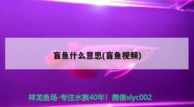 盲魚什么意思(盲魚視頻)（盲魚什么意思） 盲魚什么意思(盲魚視頻)（盲魚什么意思） 觀賞魚百科