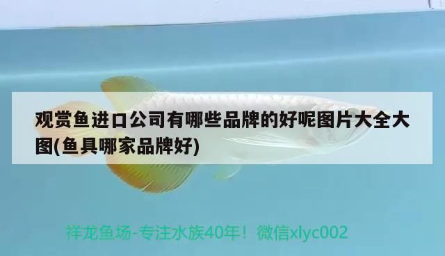 魚(yú)缸過(guò)濾器選購(gòu)指南:自制魚(yú)缸過(guò)濾器魚(yú)缸上置過(guò)濾器對(duì)于養(yǎng)魚(yú)愛(ài)好者的必備知識(shí) 觀賞魚(yú)進(jìn)口公司有哪些品牌的好呢圖片大全大圖(魚(yú)具哪家品牌好)(觀賞魚(yú)進(jìn)口公司有哪些品牌的好呢) 觀賞魚(yú)百科 觀賞魚(yú)進(jìn)口公司有哪些品牌的好呢圖片大全大圖(魚(yú)具哪家品牌好)(觀賞魚(yú)進(jìn)口公司有哪些品牌的好呢) 觀賞魚(yú)進(jìn)口公司有哪些品牌的好呢圖片大全大圖(魚(yú)具哪家品牌好)(觀賞魚(yú)進(jìn)口公司有哪些品牌的好呢) 觀賞魚(yú)百科