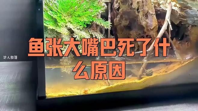 金龍魚張嘴多久會死？（金龍魚張嘴多久會死，養魚人要注意這5點）