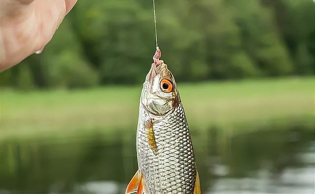 如何快速提升釣魚技能（如何快速提升釣魚技能，學會這八條釣魚技巧，新手變大師）