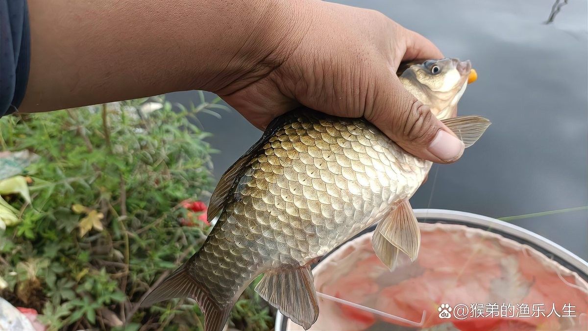 如何快速提升釣魚技能（如何快速提升釣魚技能，學會這八條釣魚技巧，新手變大師）