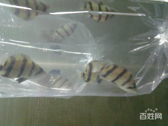 三紋泰北虎：三紋泰北虎是一種受歡迎的寵物魚,三紋泰北虎魚是一種受歡迎的寵物魚