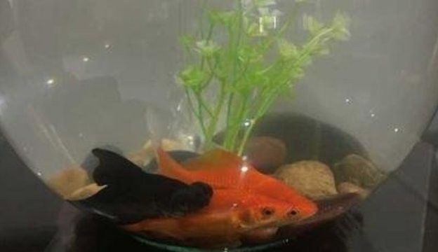 龍魚加鹽后多久換水（養魚新手必看:合適的換水頻率使您的龍魚更健康!）