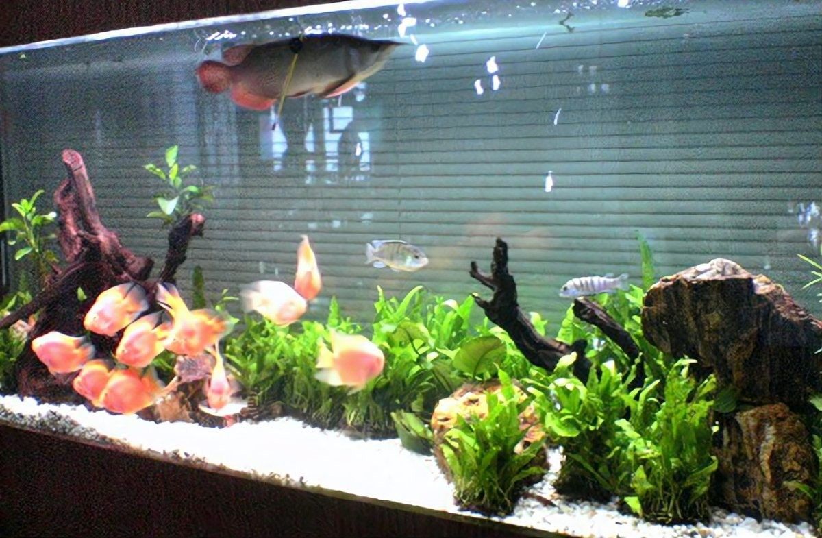龍魚加鹽后多久換水（養魚新手必看:合適的換水頻率使您的龍魚更健康!）