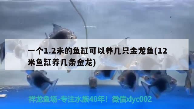 錦鯉發(fā)紅后多久會恢復(fù)，錦鯉發(fā)紅后恢復(fù)時間