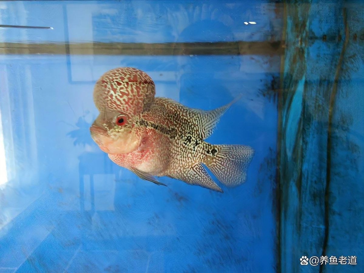 龍魚和羅漢混養需要多大的魚缸？（養魚老道，雙龍混養攻略）