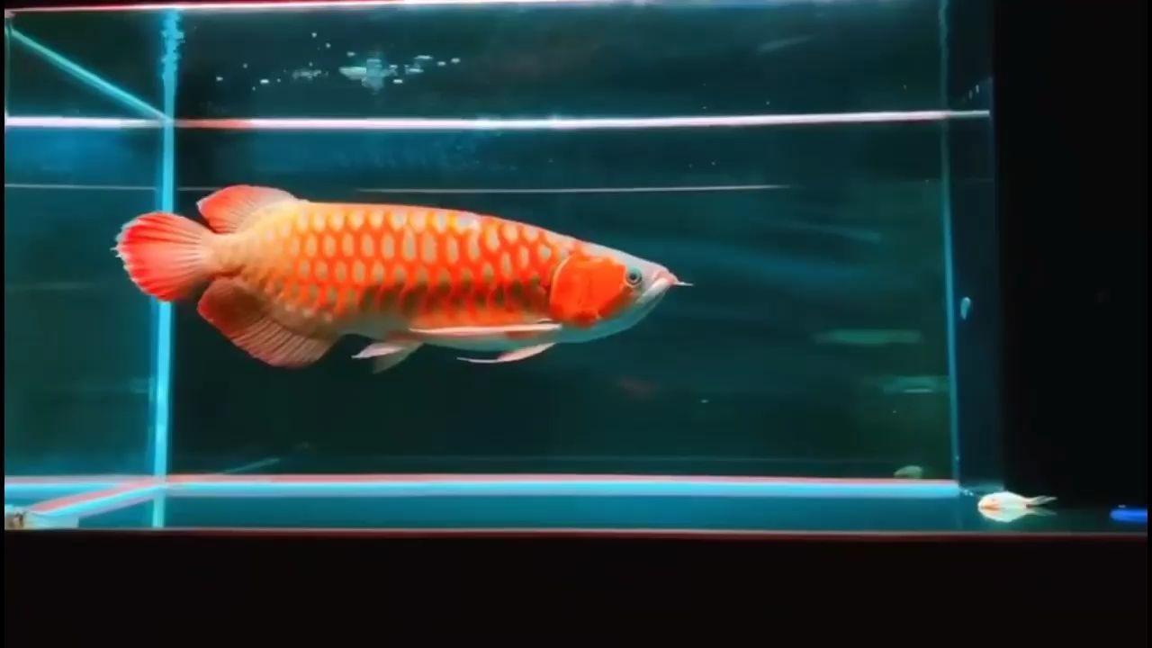 你認為紅龍的精髓是什么？（《魔獸世界》中紅龍的精髓是什么？）