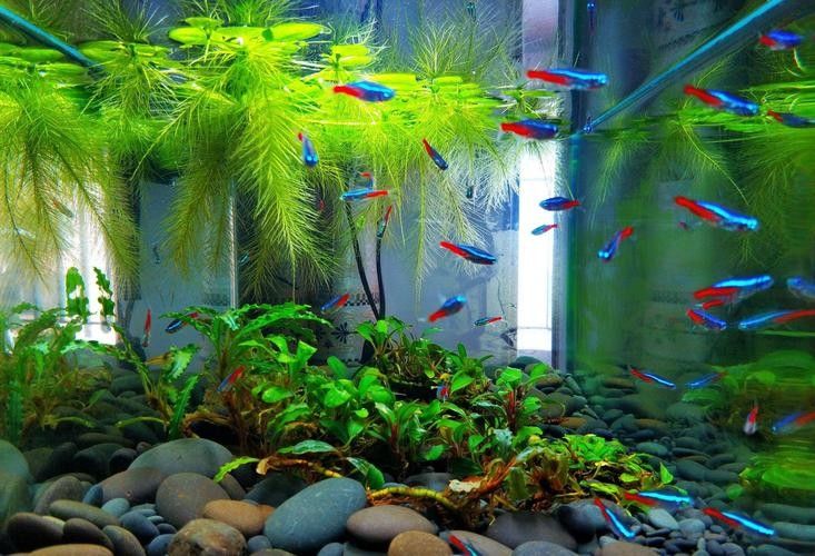 如何選擇適合混養的幼魚（適合混養的幼魚需要考慮幾個關鍵因素以確保魚類健康和生態系統的平衡）