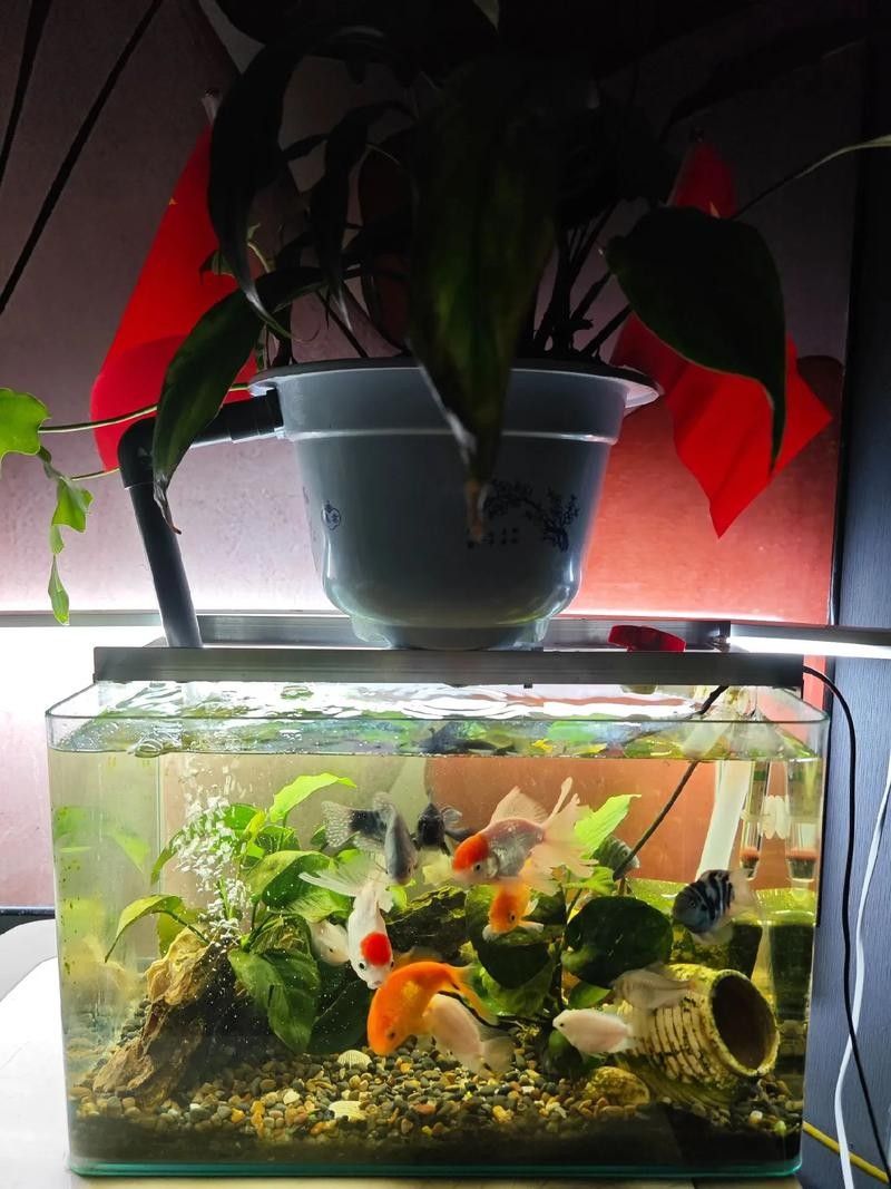 如何選擇適合混養的幼魚（適合混養的幼魚需要考慮幾個關鍵因素以確保魚類健康和生態系統的平衡）
