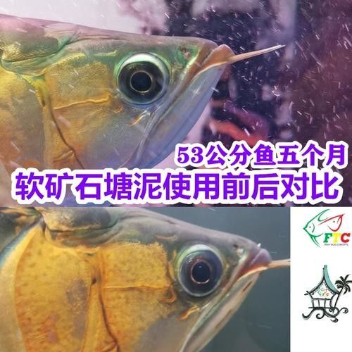 龍魚牌油漆有哪些系列（龍魚牌油漆哪個系列最好龍魚牌油漆售后服務如何） 龍魚牌油漆有哪些系列（龍魚牌油漆哪個系列最好龍魚牌油漆售后服務如何） 龍魚百科 第4張