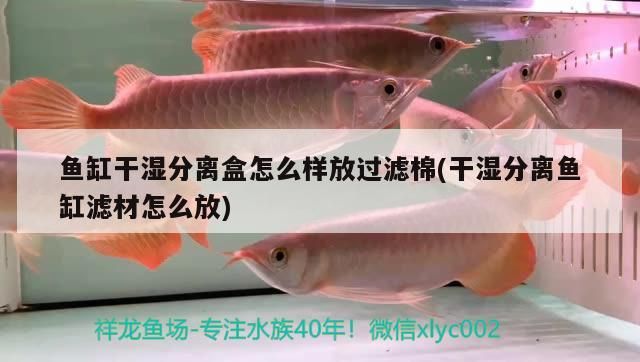 魚缸干濕分離盒怎么樣放過濾棉(干濕分離魚缸濾材怎么放)（干濕分離魚缸濾材怎么放）