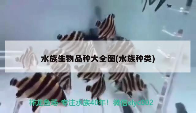 水族生物品種大全圖(水族種類)（海洋館有什么水族圖片）