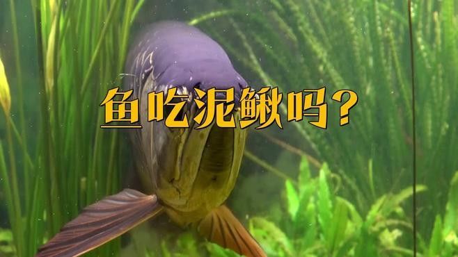 龍魚吃泥鰍需要處理干凈嗎（龍魚吃泥鰍需要處理干凈嗎龍魚吃泥鰍需要處理干凈嗎） 龍魚吃泥鰍需要處理干凈嗎（龍魚吃泥鰍需要處理干凈嗎龍魚吃泥鰍需要處理干凈嗎） 龍魚百科 第2張