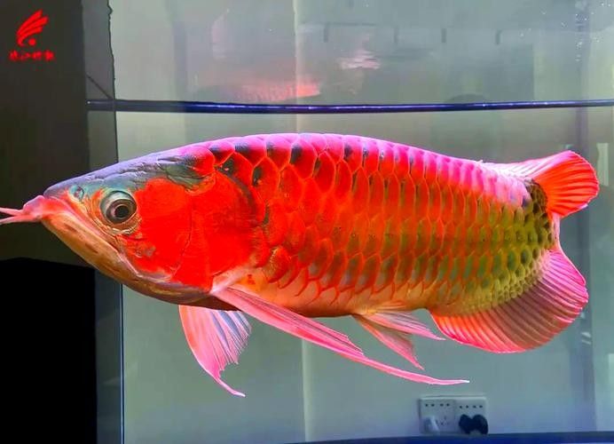 廣州龍魚漁場的價格范圍（20-30公分龍魚飼養技巧與注意事項）