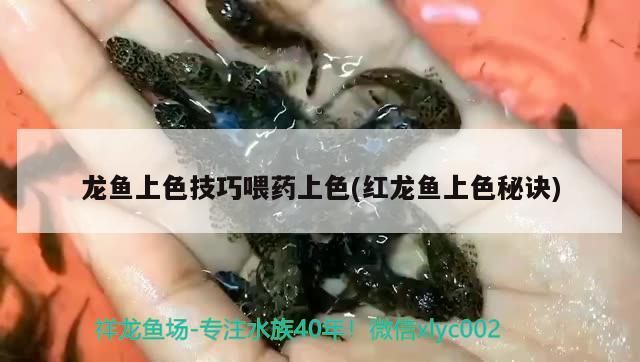 彩虹雷龍魚圖片大全高清壁紙可愛(雷龍魚卡通圖片)（彩虹雷龍魚上色技巧喂藥上色技巧喂藥上色，和紅龍魚上色技巧）