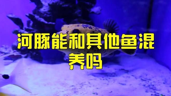 有哪些高風險混養組合（高風險混養組合）
