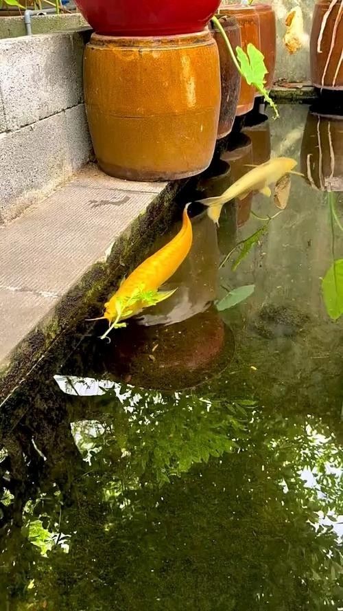 黃化龍魚好養嗎（新手養龍魚需要注意什么草缸養魚蝦,龍魚太難養做好這4點）