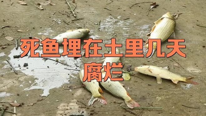 雷龍魚死后多久會腐敗？（雷龍魚死后多久會腐敗）
