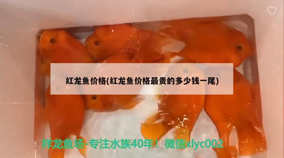 紅龍魚價格(紅龍魚價格最貴的多少錢一尾)（紅龍魚價格和紅龍魚價格最貴的多少錢一尾） 紅龍魚價格(紅龍魚價格最貴的多少錢一尾)（紅龍魚價格和紅龍魚價格最貴的多少錢一尾） 觀賞魚百科