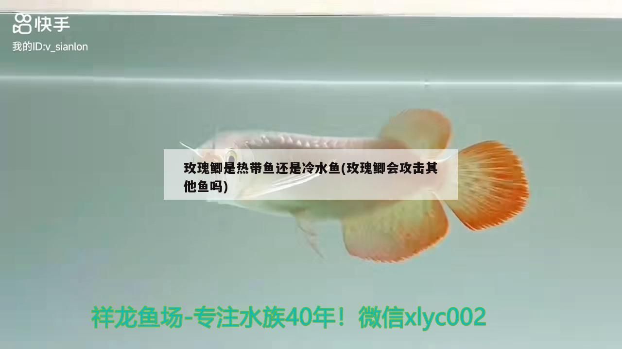 玫瑰鯽是熱帶魚還是冷水魚(玫瑰鯽會攻擊其他魚嗎)（新手家庭養魚什么魚好養）