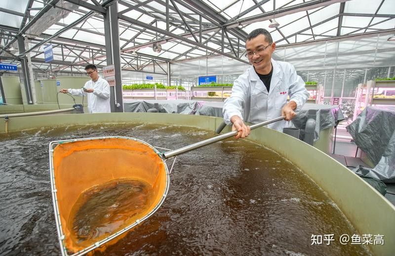 如何降低白子招財龍的飼養(yǎng)成本（如何降低白子招財龍的飼養(yǎng)成本？）