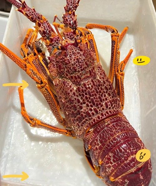 澳龍的價格是多少？（澳洲龍蝦價格行情走勢：澳洲龍蝦價格行情走勢(）