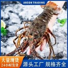 澳龍的價格是多少？（澳洲龍蝦價格行情走勢：澳洲龍蝦價格行情走勢(）