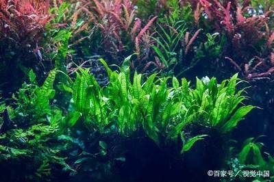 廣東水族批發市場在哪：廣東水產品文化探秘