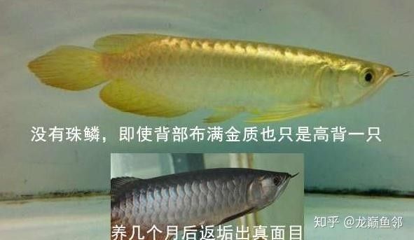 如何辨別藍色過背金龍魚的品相（yuki揭曉龍魚鱗片中隱藏的秘密,透過表象看本質）