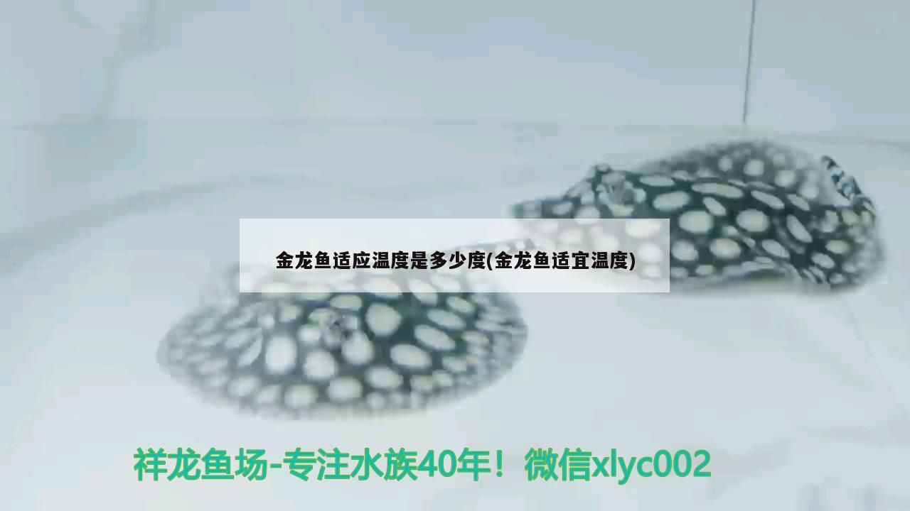 金龍魚適應溫度是多少度(金龍魚適宜溫度)（金龍魚的適應溫度是多少度，怎樣為金龍魚維持溫度） 金龍魚適應溫度是多少度(金龍魚適宜溫度)（金龍魚的適應溫度是多少度，怎樣為金龍魚維持溫度） 觀賞魚百科