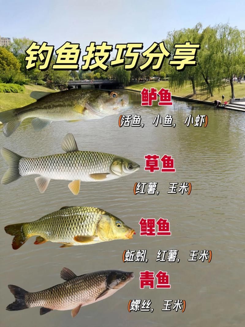 南屏山龍魚釣魚技巧（南屏山龍魚釣魚技巧摘要：南屏山龍魚釣魚技巧和知識雷龍魚怎么釣）