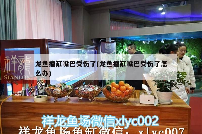 龍魚撞缸嘴巴受傷了(龍魚撞缸嘴巴受傷了怎么辦)（龍魚撞缸嘴巴受傷了怎么辦）