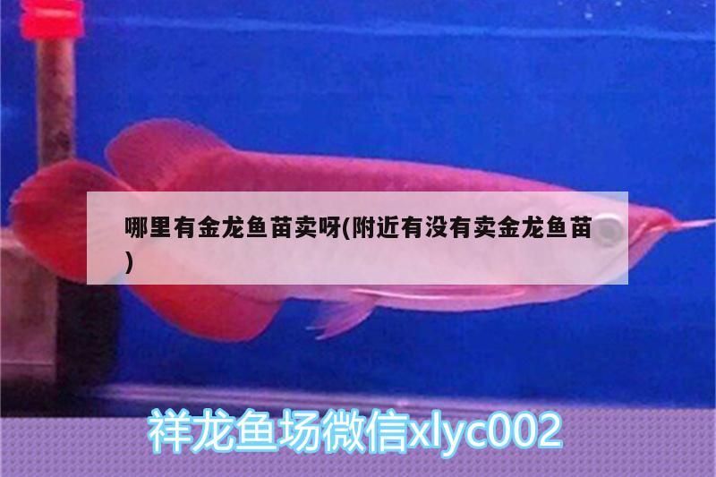 哪里有金龍魚苗賣呀(附近有沒有賣金龍魚苗)（哪里有賣金龍魚苗的地方）