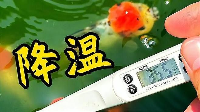 夏季換水如何控制溫差？（夏季如何控制換水時的溫差） 夏季換水如何控制溫差？（夏季如何控制換水時的溫差） 龍魚百科 第5張