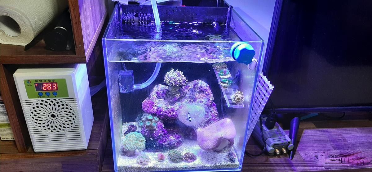 夏季換水如何控制溫差？（夏季如何控制換水時的溫差） 夏季換水如何控制溫差？（夏季如何控制換水時的溫差） 龍魚百科 第7張