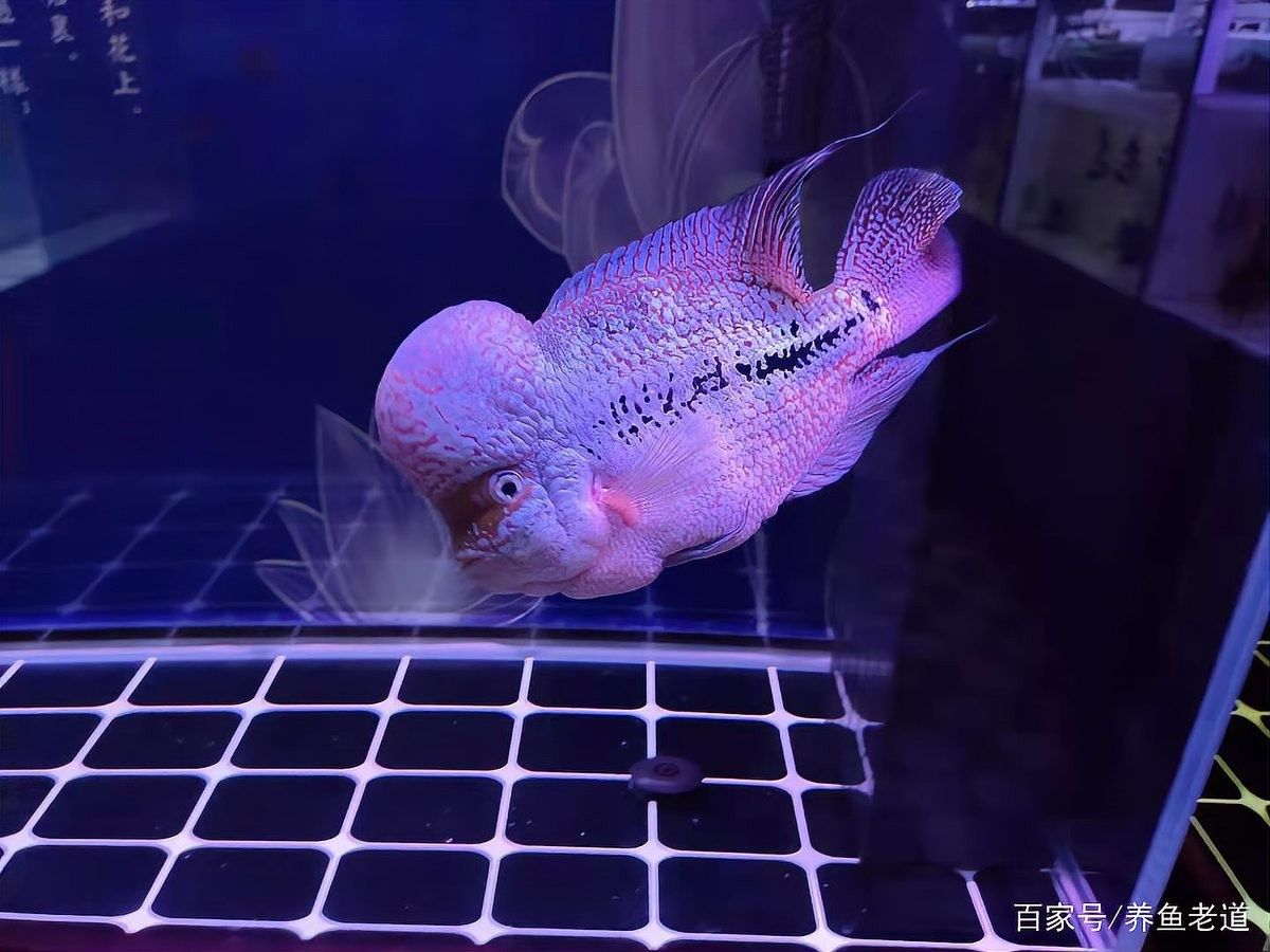 夏季換水如何控制溫差？（夏季如何控制換水時的溫差） 夏季換水如何控制溫差？（夏季如何控制換水時的溫差） 龍魚百科 第9張