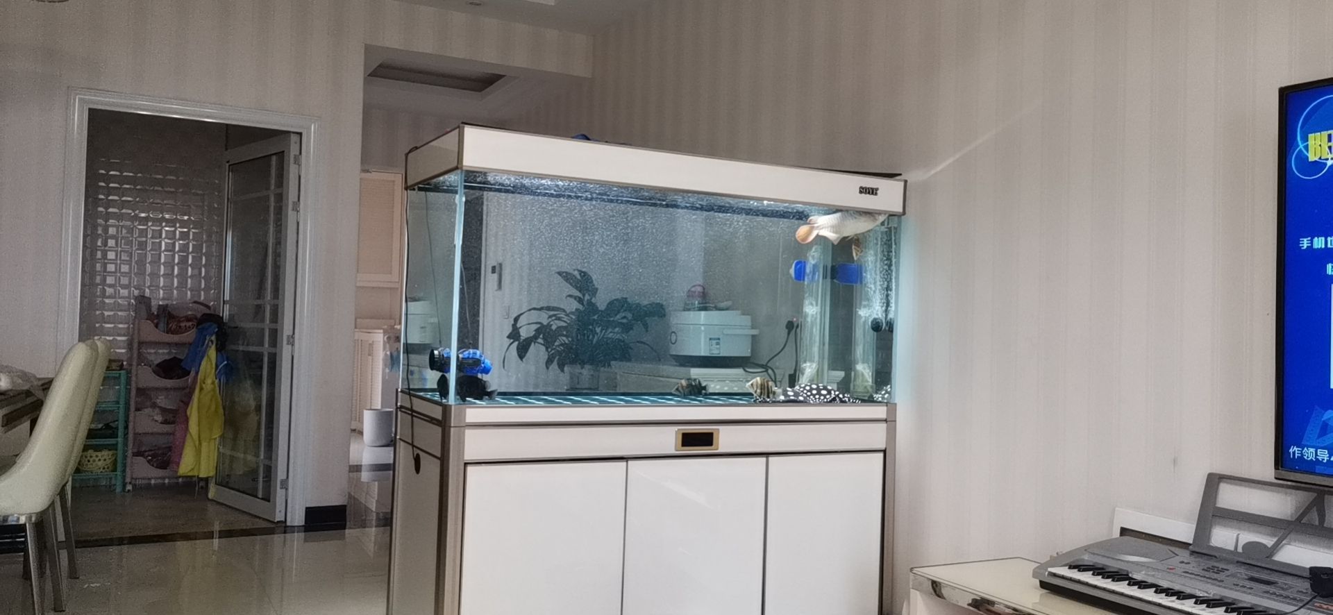 邵陽觀賞魚市場今年最后一個缸(【邵陽觀賞魚市場今年最后一個缸】) 觀賞魚百科 第1張 邵陽觀賞魚市場今年最后一個缸(【邵陽觀賞魚市場今年最后一個缸】) 邵陽觀賞魚市場今年最后一個缸(【邵陽觀賞魚市場今年最后一個缸】) 觀賞魚百科 第1張