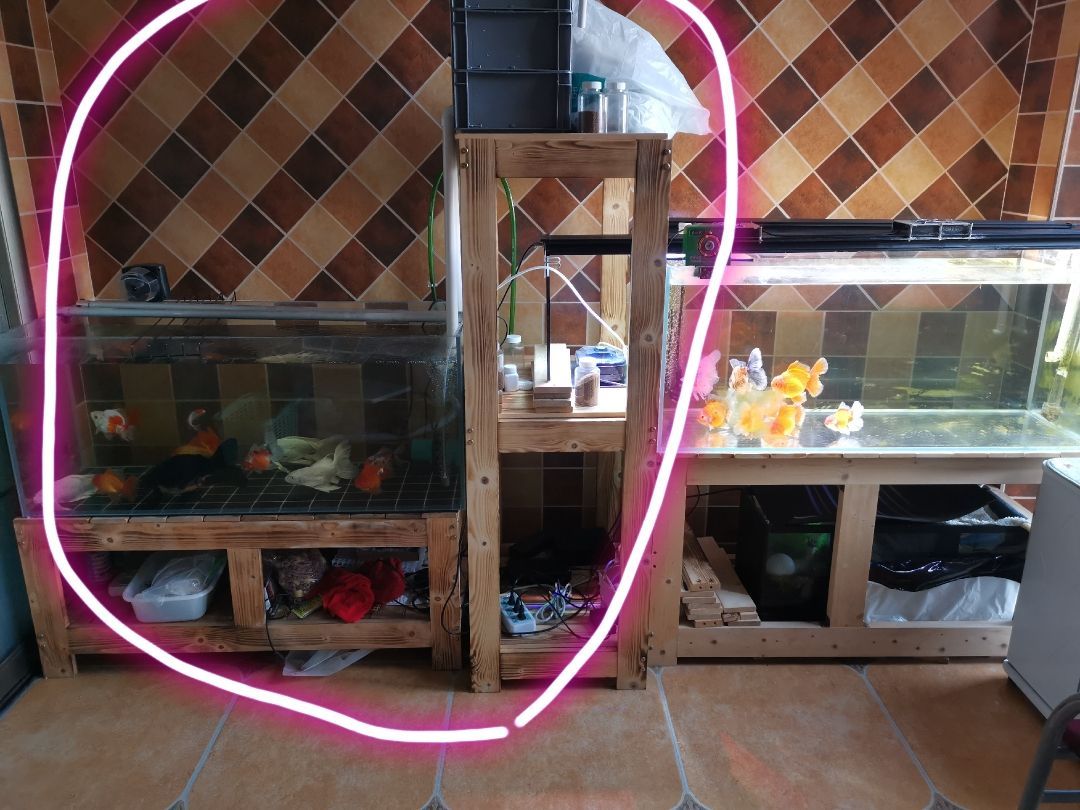 邵陽觀賞魚市場今年最后一個缸（【邵陽觀賞魚市場今年最后一個缸】） 邵陽觀賞魚市場今年最后一個缸（【邵陽觀賞魚市場今年最后一個缸】） 觀賞魚百科 第2張