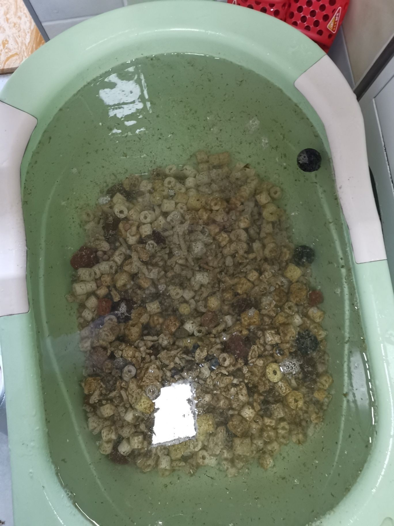 邵陽觀賞魚市場今年最后一個缸（【邵陽觀賞魚市場今年最后一個缸】） 邵陽觀賞魚市場今年最后一個缸（【邵陽觀賞魚市場今年最后一個缸】） 觀賞魚百科 第4張