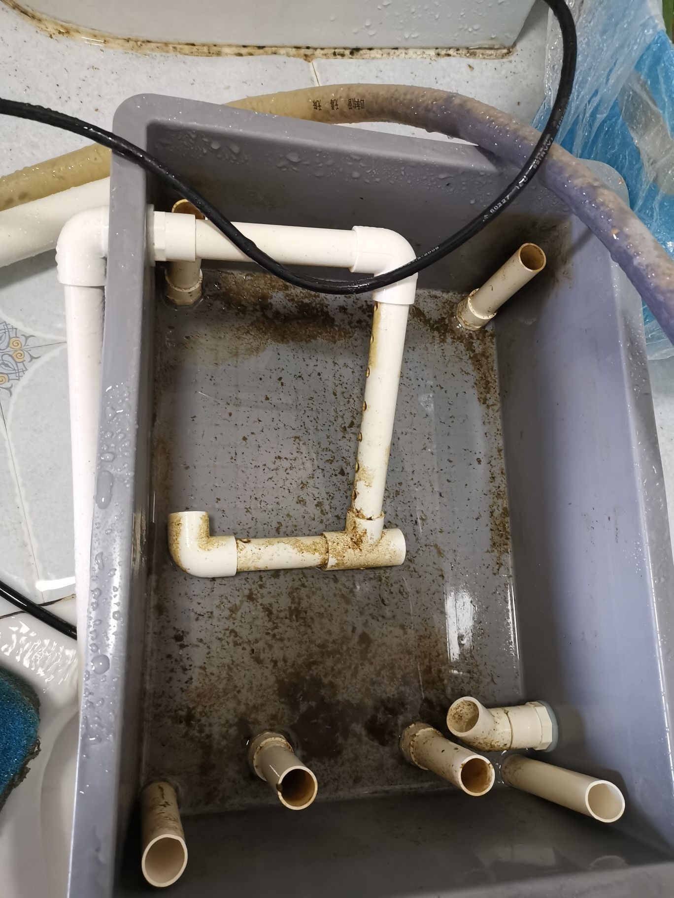 邵陽觀賞魚市場今年最后一個缸(【邵陽觀賞魚市場今年最后一個缸】) 觀賞魚百科 第11張 邵陽觀賞魚市場今年最后一個缸(【邵陽觀賞魚市場今年最后一個缸】) 邵陽觀賞魚市場今年最后一個缸(【邵陽觀賞魚市場今年最后一個缸】) 觀賞魚百科 第11張