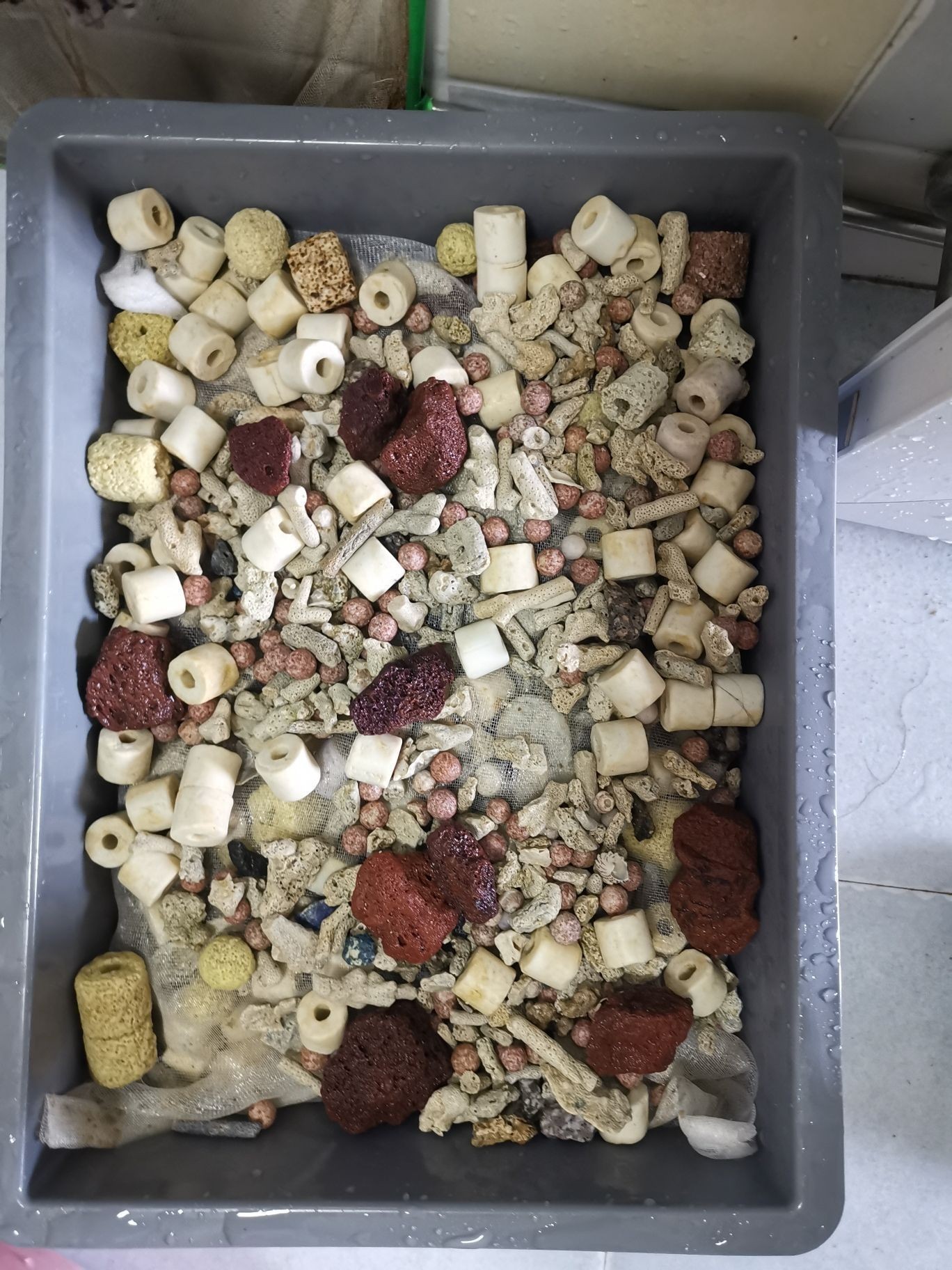 邵陽觀賞魚市場今年最后一個缸(【邵陽觀賞魚市場今年最后一個缸】) 觀賞魚百科 第13張 邵陽觀賞魚市場今年最后一個缸(【邵陽觀賞魚市場今年最后一個缸】) 邵陽觀賞魚市場今年最后一個缸(【邵陽觀賞魚市場今年最后一個缸】) 觀賞魚百科 第13張