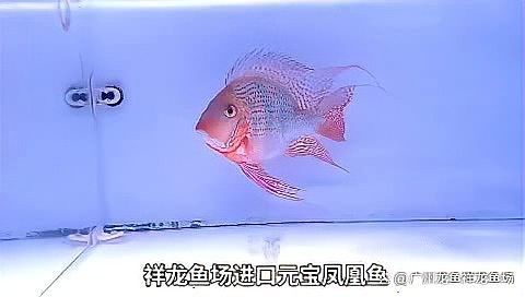 浉河哪個水族館龍魚好？祥龍魚場龍魚（廣州龍魚祥龍魚場在浉河地區有哪些龍魚品種） 浉河哪個水族館龍魚好？祥龍魚場龍魚（廣州龍魚祥龍魚場在浉河地區有哪些龍魚品種） 龍魚百科 第8張