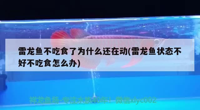 雷龍魚不吃食了為什么還在動(dòng)(雷龍魚狀態(tài)不好不吃食怎么辦)（雷龍魚不吃食為什么還在動(dòng)的知識，雷龍魚不吃食怎么辦）