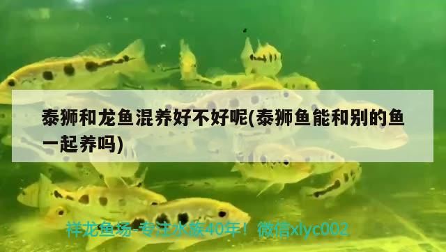 魚缸過濾器選購指南:自制魚缸過濾器魚缸上置過濾器對于養魚愛好者的必備知識 泰獅和龍魚混養好不好呢(泰獅魚能和別的魚一起養嗎)(泰獅和龍魚混養好不好) 觀賞魚百科 泰獅和龍魚混養好不好呢(泰獅魚能和別的魚一起養嗎)(泰獅和龍魚混養好不好) 泰獅和龍魚混養好不好呢(泰獅魚能和別的魚一起養嗎)(泰獅和龍魚混養好不好) 觀賞魚百科