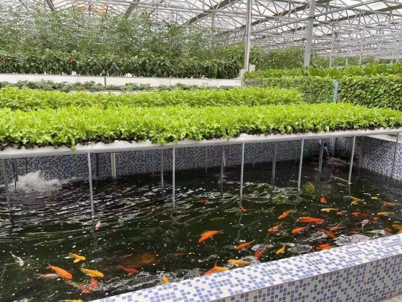 江浦哪個水族館龍魚好？祥龍魚場龍魚（廣州龍魚祥龍魚場紅龍怎么樣江浦水族館哪家口碑最好）
