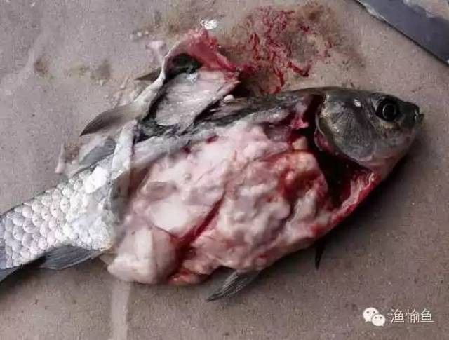 如何判斷龍魚是否內(nèi)臟損傷（如何判斷龍魚內(nèi)臟損傷？）