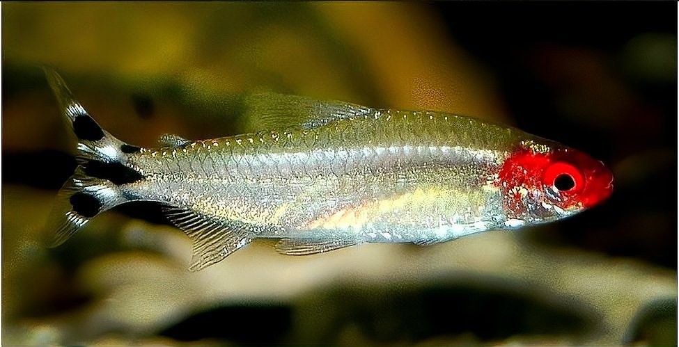 如何控制混養魚種的體型差距（養殖魚種的體型差距控制是水產養殖中一個重要議題）